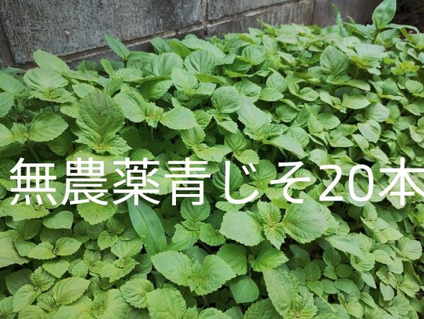 無農薬☆新鮮な大葉抜き苗20本☆青じそ青ジソ☆シソ☆オオバ