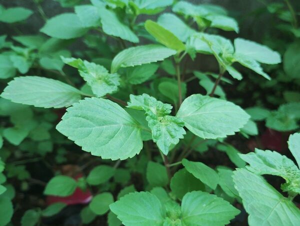 無農薬 大葉抜き苗20本 青じそシソアオジソオオバ