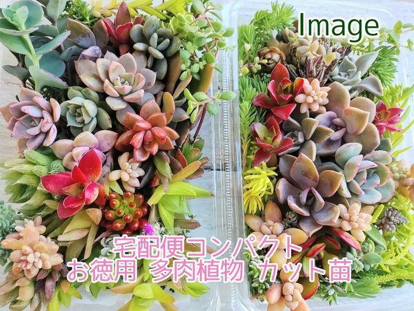 宅配便コンパクト☆お徳用 多肉植物 カット苗セット