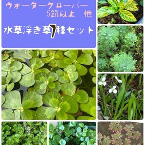 メダカビオトープに♪水草&浮き草7種セット♪