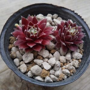 【500円多肉植物5コで1500円!!】センペルビウム*8P.Tart