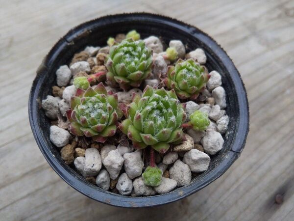 【500円多肉植物5コで1500円!!】センペルビウム*13エリテラエウム
