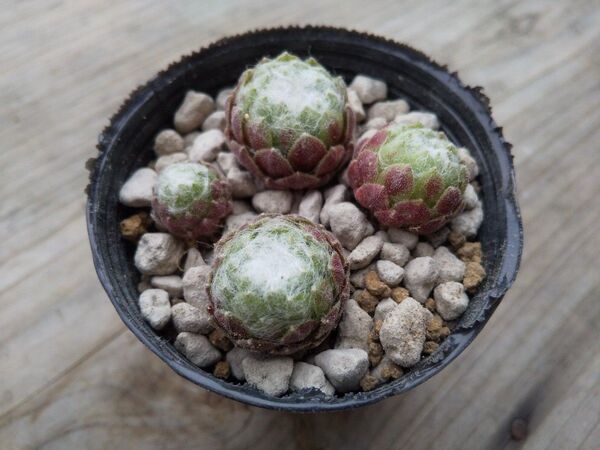 【500円多肉植物5コで1500円!!】センペルビウム*16モアカークスメリット