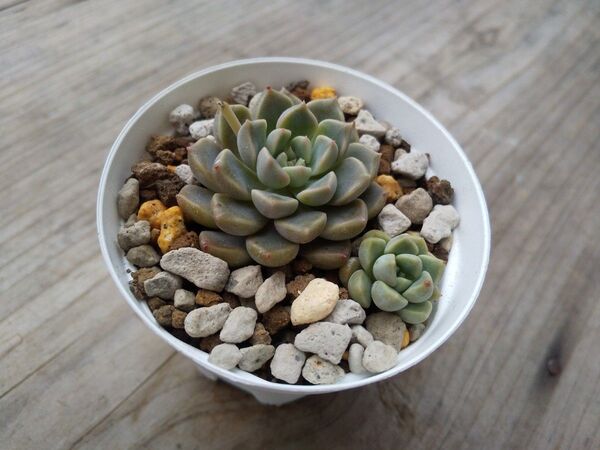 【500円多肉植物5コで1500円!!】だるま姫秋麗×メキシコミニマ① 抜き苗