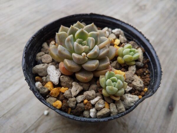 【500円多肉植物5コで1500円!!】だるま姫秋麗×メキシコミニマ② 抜き苗