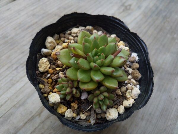 【500円多肉植物5コで1500円!!】purpusorum(whiteform)×セトーサルンデリー 抜き苗