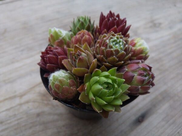 【500円多肉植物5コで1500円!!】センペルビウム*22札落ちセット