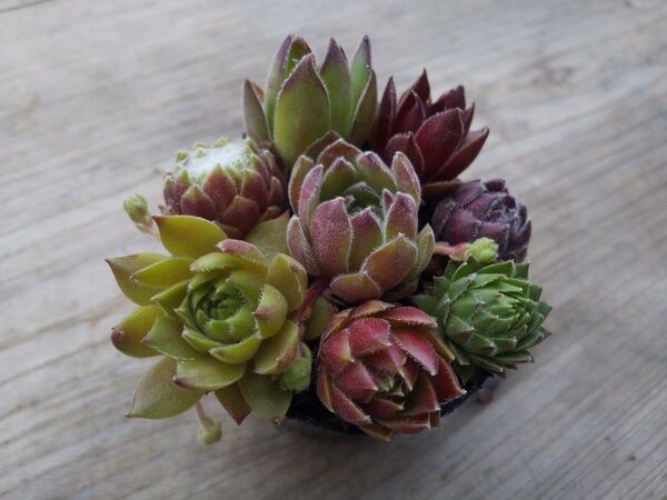 【500円多肉植物5コで1500円!!】センペルビウム*21札落ちセット