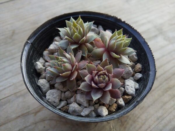【500円多肉植物5コで1500円!!】センペルビウム*27Pacific Blue Ice