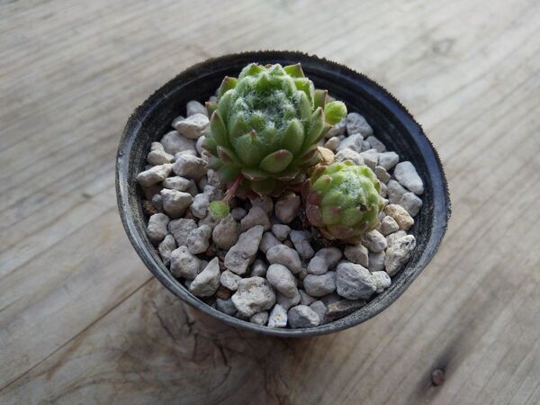 【500円多肉植物5コで1500円!!】センペルビウム*28SilverMoon