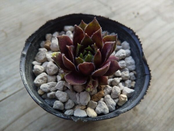 【500円多肉植物5コで1500円!!】センペルビウム*29BlackMountain