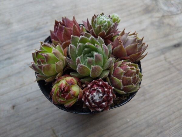 【500円多肉植物5コで1500円!!】センペルビウム*39札落ちセット
