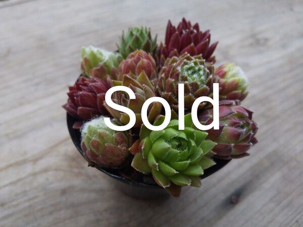 【500円多肉植物5コで1500円!!】センペルビウム*22札落ちセット