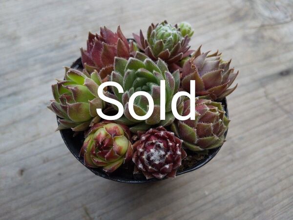 【500円多肉植物5コで1500円!!】センペルビウム*39札落ちセット