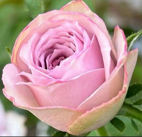 薔薇苗 どれか一苗のお値段です。 左から1.2.