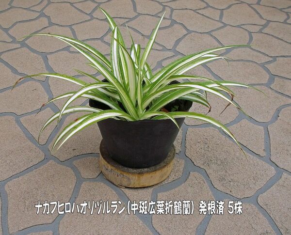 オリヅルラン (中斑広葉折鶴蘭=ナカフヒロハオリヅルラン) 発根済5株