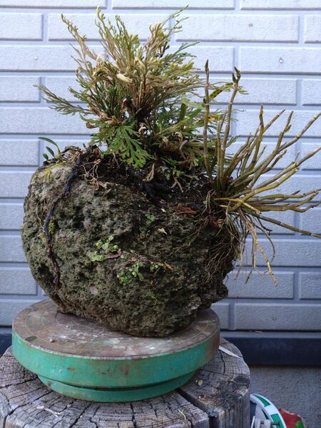 イワヒバ セッコク シノブ ムギラン