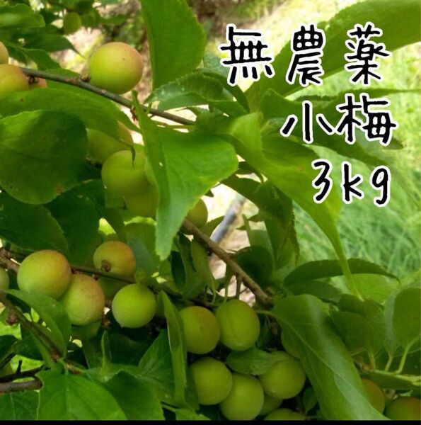 朝採り 小梅 3kg 徳島県産 農薬不使用