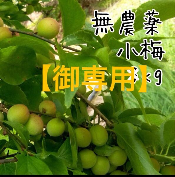 【御専用】朝採り小梅2kg と緑茶1袋のセット徳島県産 農薬不使用