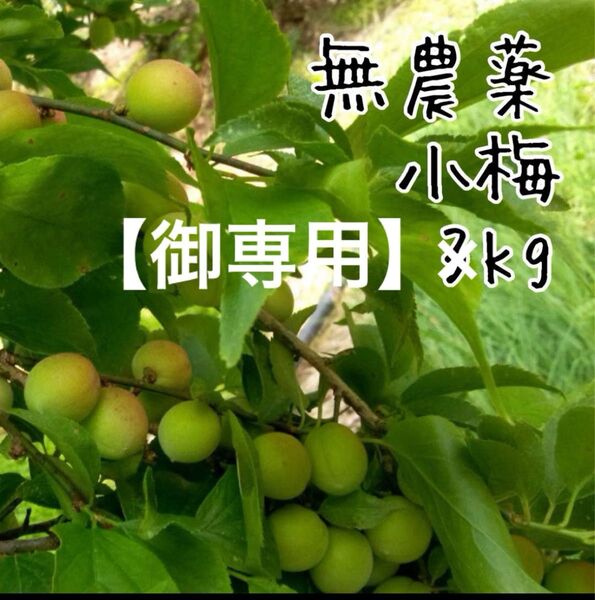 【御専用】朝採り小梅2kg と緑茶1袋のセット徳島県産 農薬不使用