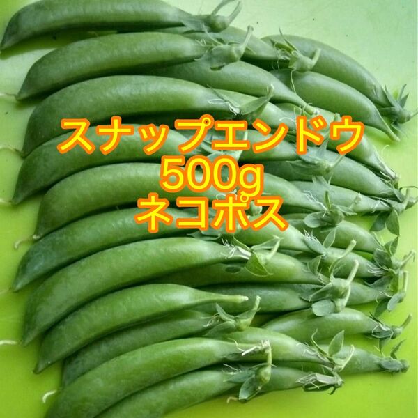 朝採り新鮮!農薬不使用 スナップエンドウ 500g