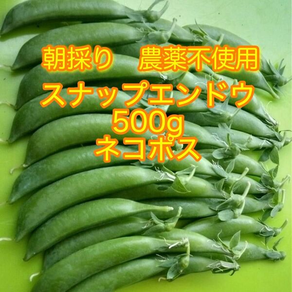 朝採り新鮮!農薬不使用 スナップエンドウ 500g