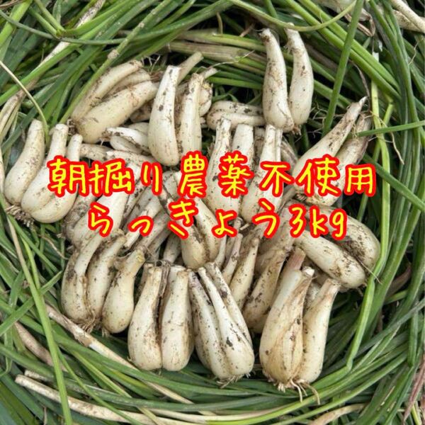 朝掘りらっきょう 農薬不使用 根皮土付きで3kg 徳島県産