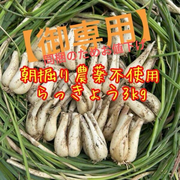 【御専用!同梱のためお値下げ】朝掘りらっきょう 農薬不使用 根皮土付きで3kg 徳島県産