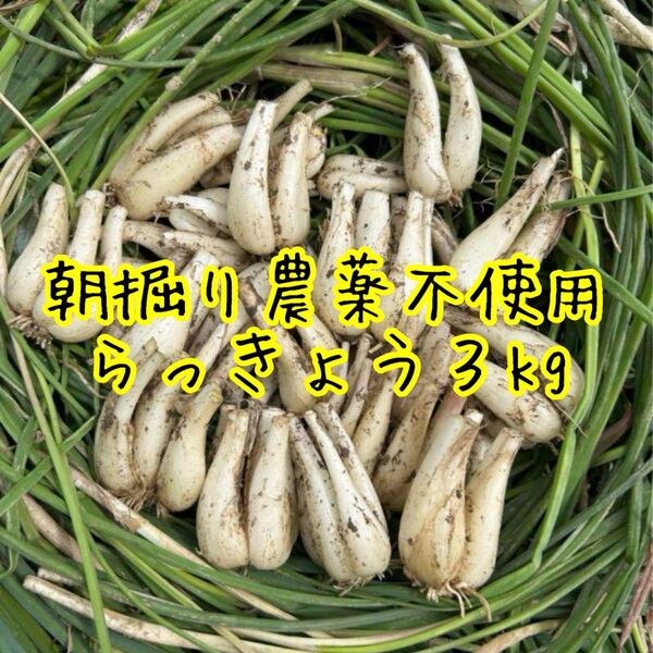 朝掘りらっきょう 3kg 農薬不使用 根皮土付き徳島県産