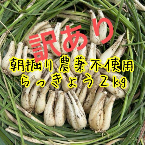 5月31日らっきょう かなり小さめ2kg 農薬不使用 根皮土付き徳島県産