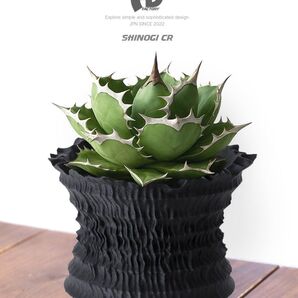 Adv-051-M(130×105)植木鉢 おしゃれ 多肉 観葉 塊根植物 コーデックス 鎬 しのぎ 作家鉢 グラキリス アガベ