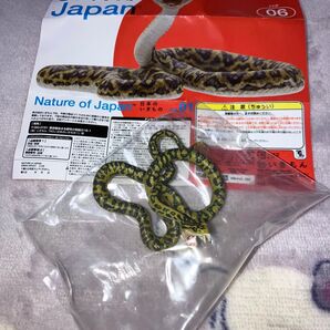 NATURE OF JAPAN 日本のいきもの ハブ