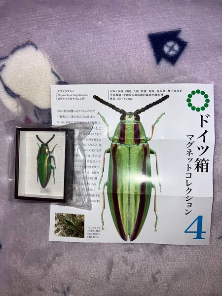 ドイツ箱 マグネットコレクション4 ヤマトタマムシ