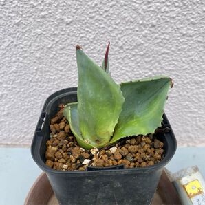 アガベ・オバティフォリア ‘オルカ’(Agave ovatifolia ‘Orca’)