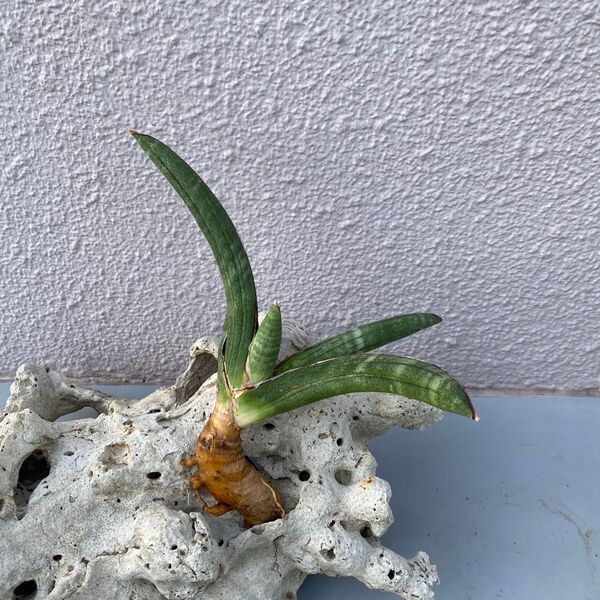 サンスベリア エイレンシス Sansevieria ‘Eilensis’ LAVRANOS 10178 レアな サンセベリア