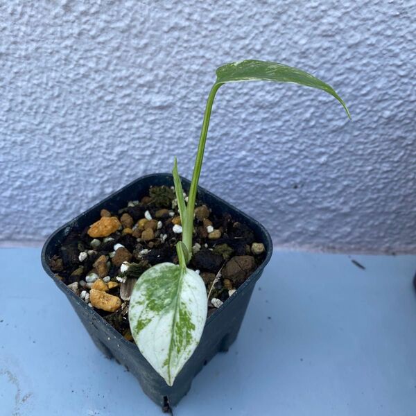 モンステラ デリシオーサ 斑入り Monstera Deliciosa Variegated