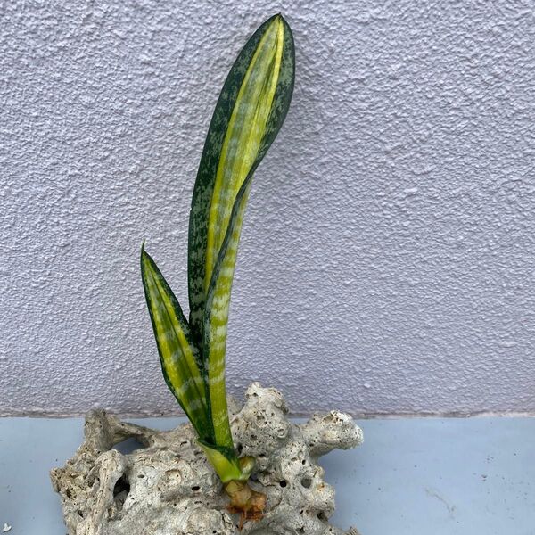 サンスベリア カリフォルニア SANSEVIERIA CALIFORNIA
