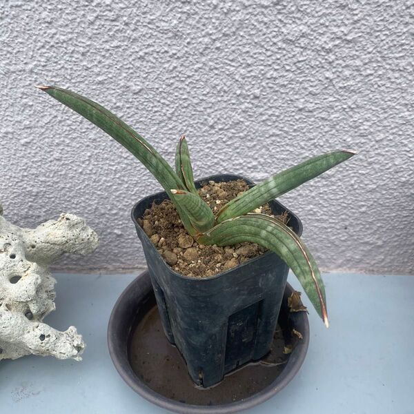 サンスベリア エイレンシス Sansevieria ‘Eilensis’ LAVRANOS 10178 レアな サンセベリア