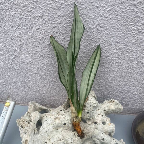 サンスベリア・ムーンシャイン ブラジリアン(Sansevieria Moonshine Brazilian)