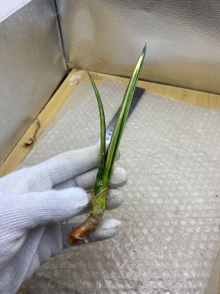 サンスベリア ミッドナイトファウンテン 斑入りSansevieria Midnight Fountain Variegated