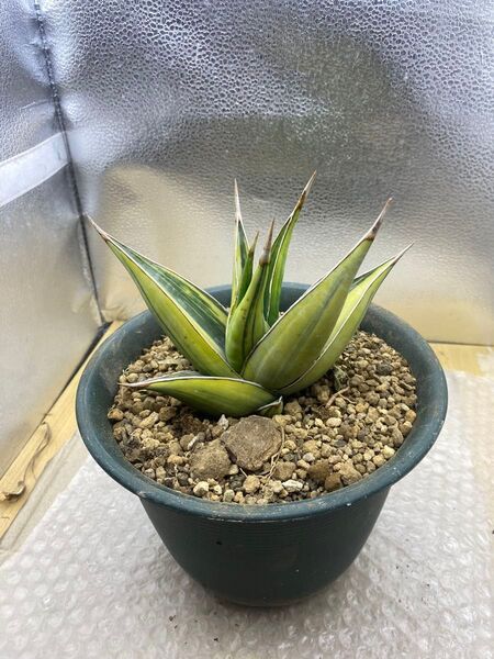 サンスベリア ピングイキュラ 斑入り “THE QUEEN OF SANSEVIERIA”