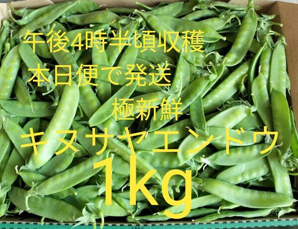 先着1箱限り!本日午後4時半頃収穫!自然肥料のみ!完全無農薬!極新鮮!キヌサヤエンドウ1kg