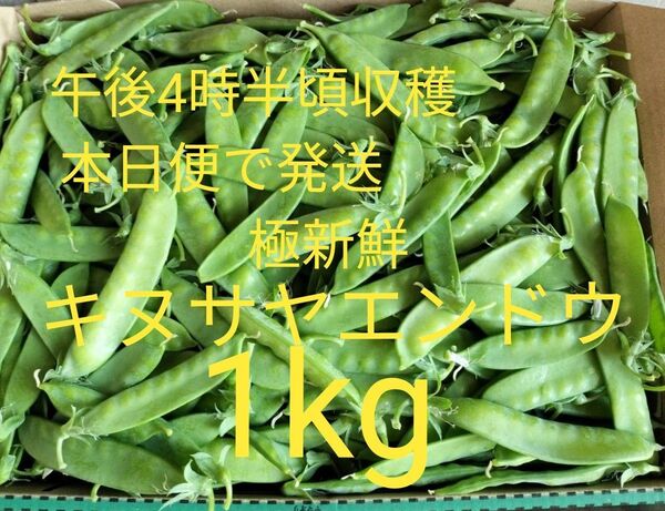 先着1箱限り!本日午後4時半頃収穫!自然肥料のみ!完全無農薬!極新鮮!キヌサヤエンドウ1kg