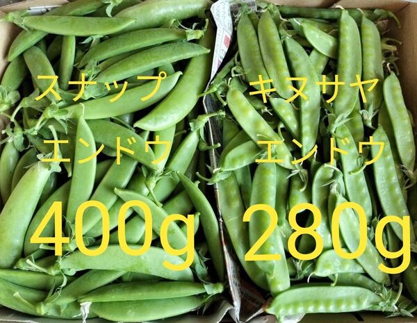 自然肥料のみ!完全無農薬!スナップエンドウ&キヌサヤエンドウ