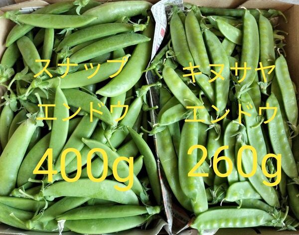 自然肥料のみ!完全無農薬!極新鮮!スナップエンドウ&キヌサヤエンドウ