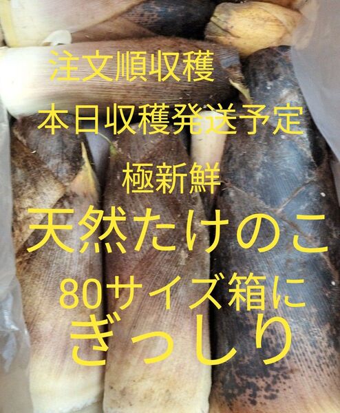 先着1箱限り!10日収穫予定!注文順収穫!当日発送!極新鮮!天然たけのこ 80サイズ箱にぎっしり!