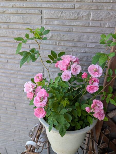 薔薇苗・群舞5月13日現在