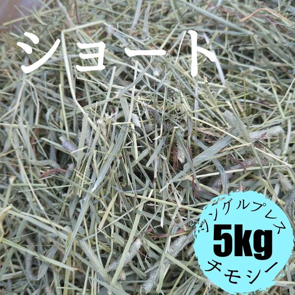 US スーパープレミアム チモシー 1番刈り シングルプレス ショート 5kg