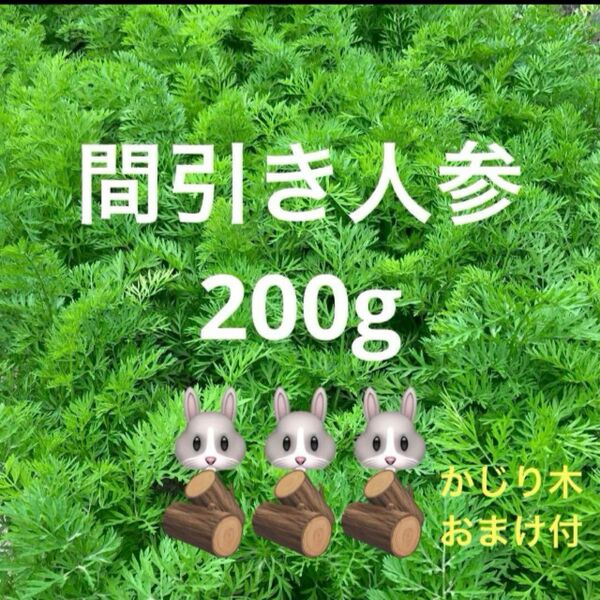 柔らかい葉っぱの間引き人参