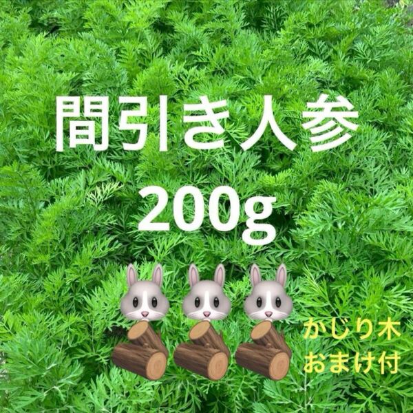 柔らかい葉っぱの間引き人参